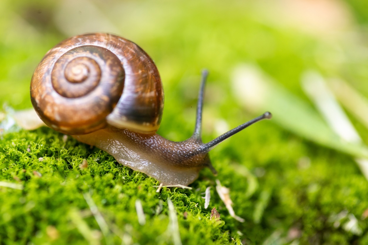 Seasonal Poisons - Summer - National Poisons Information Centre of Ireland