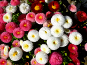 Daisy (Bellis perennis)