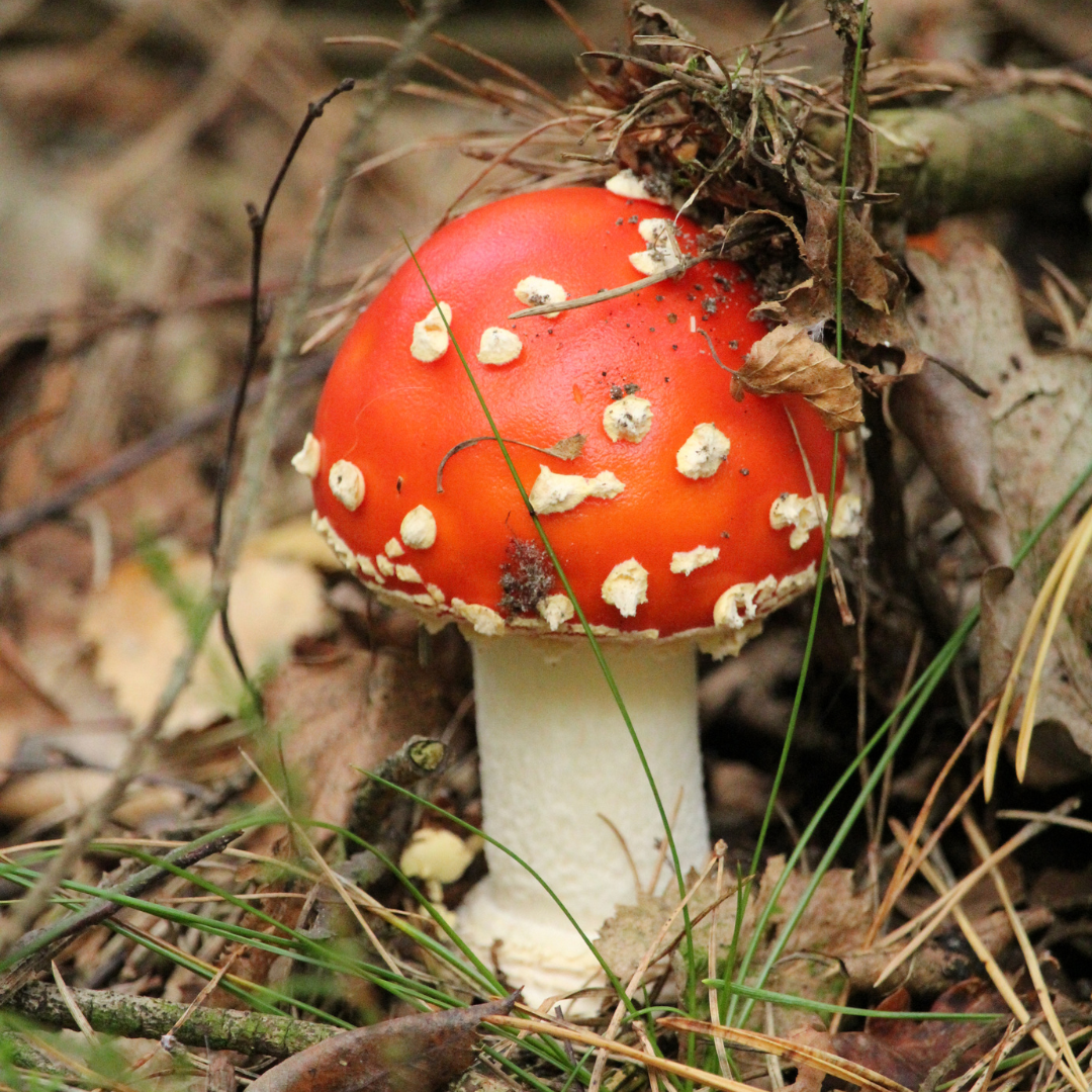 A mushroom with a red and white cap