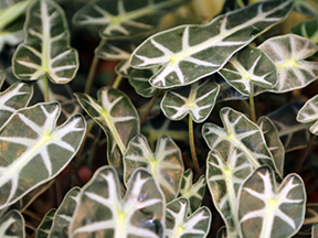 Alocasia species