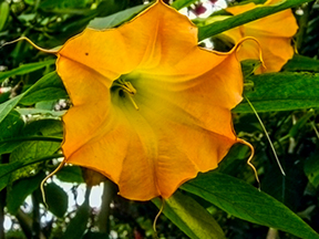 Angels' trumpets (Brugmansia species)