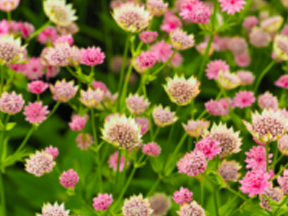 Masterwort (Astrantia species)