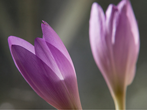 Autumn crocus (Colchicum species)