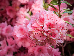 Rhododendron or azalea (Rhododendron species)