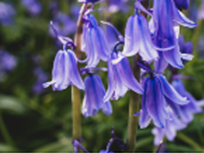 Bluebell (Hyacinthoides non-scripta)