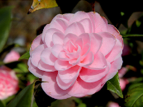 Camellia species