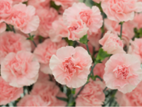 Carnations (Dianthus caryophyllus)