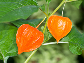 Chinese lanterns (Physalis alkekengi)