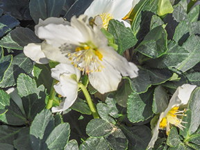 Christmas rose (Helleborus niger)