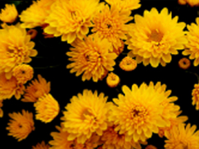 Chrysanthemum species