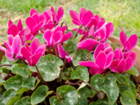 Cyclamen