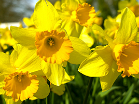 Daffodils (Narcissus species)
