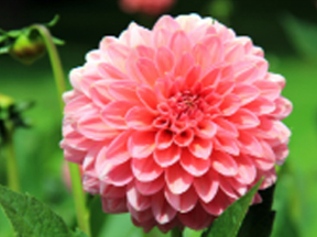 Dahlia species