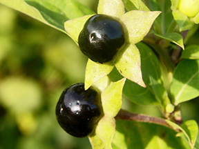 Deadly nightshade (Atropa bella-donna)