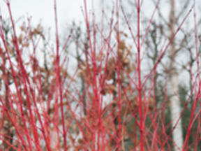 Dogwood (Cornus sanguinea)