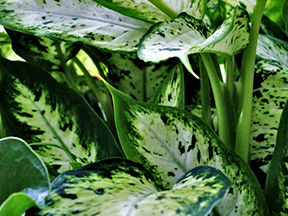 Dumbcane (Dieffenbachia species)