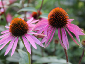 Echinacea Lavender (Lavandula species)