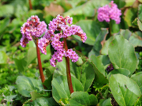 Bergenia, Elephant's Ears (Bergenia species)