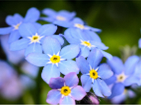 Forget-me-not (Myosotis species)