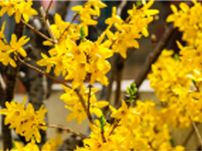 Forsythia species