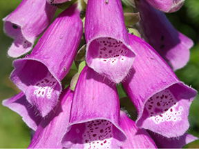 Foxglove (Digitalis species)