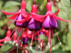 Fuschia