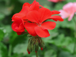 Geranium (Pelargonium species)