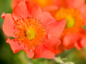 Avens species (Geum species)