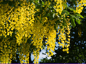 Golden rain (Laburnum species)