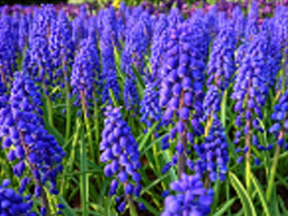 Grape Hyacinth (Muscari)