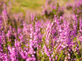 Heather (Erica species)