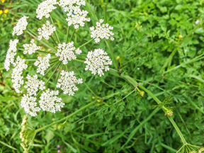 Hemlock water dropwort (Oenanthe crocata)