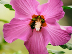 Hibiscus species