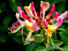 Honeysuckle (Lonicera species)