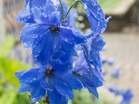 Larkspur (Delphinium species)