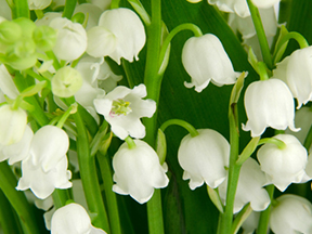 Lily-of-the-valley (Convallaria majalis)