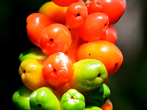 Lords-and-ladies, Cuckoo pint (Arum species)