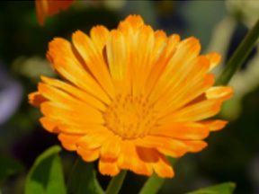 Marigold (Calendula officinalis)