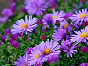 Michaelmas daisy (Aster and Symphyotrichum species)