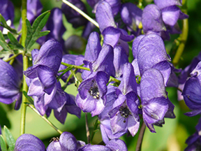 Monkshood (Aconitum species)