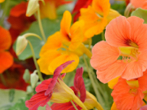 Nasturtium (Tropaeolum majus)