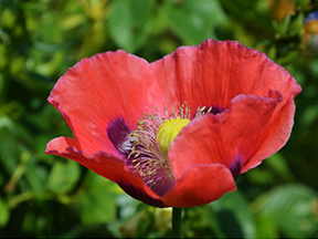 Opium poppy (Papaver somniferum)