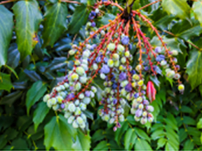 Oregon Grape (Mahonia species)