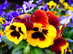 Pansy, Viola, Violet (Viola species)