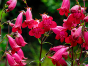 Penstemon species