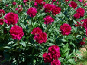 Peony (Paeonia species)