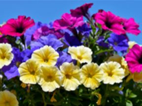 Petunia (Petunia species)