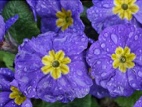 Polyanthus (Primula x polyantha)