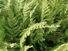 Tassel fern (Polystichum polyblepharum) Soft shield fern (Polystichum setiferum)