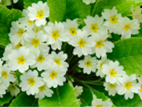 Primrose (Primula vulgaris)